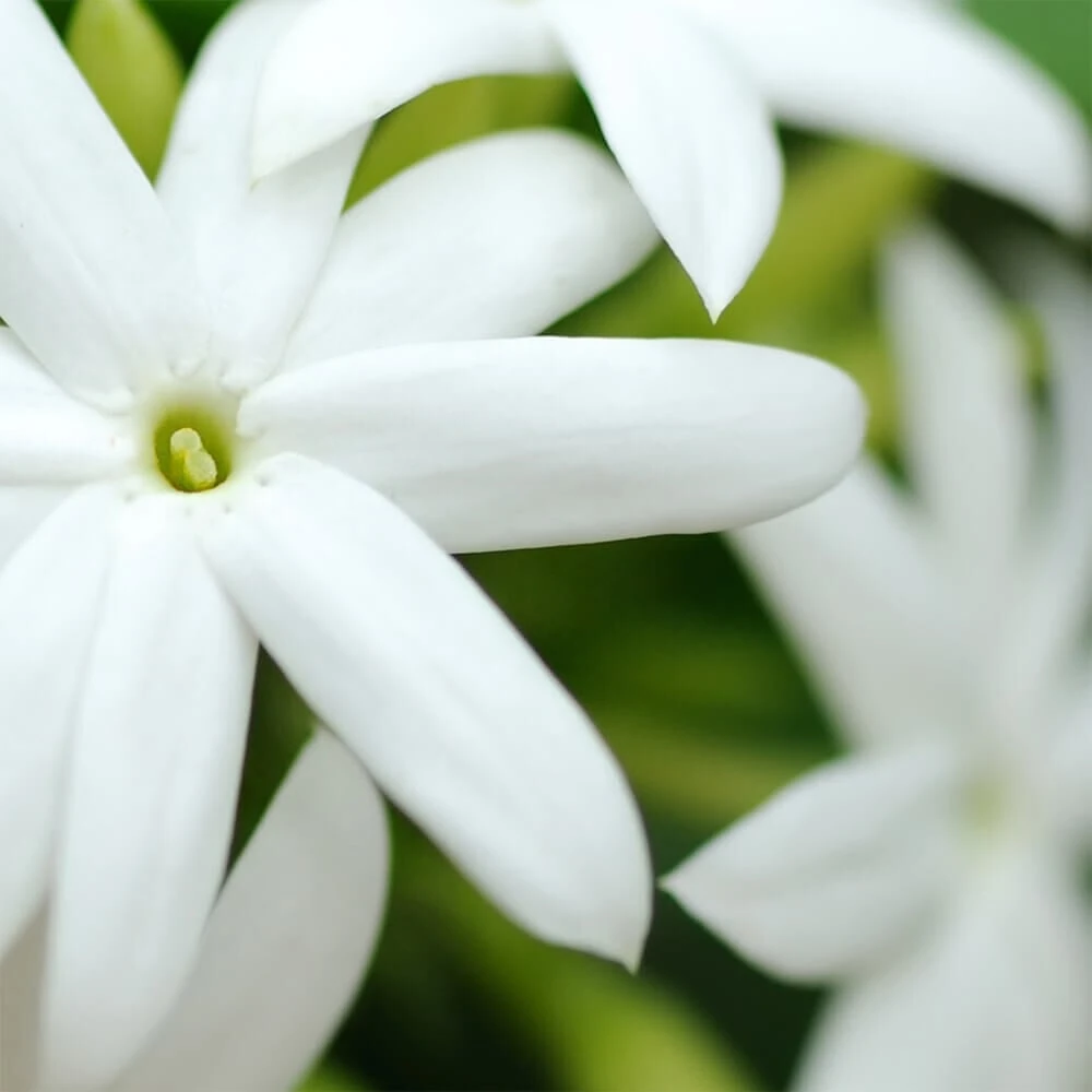 L.C.P Professionnel Paris Essentials Micellar Water With Jasmine Floral Water 500ml 3 L.C.P Professionnel Paris Essentials Micellar Water With Jasmine Floral Water 500ml - Image 3