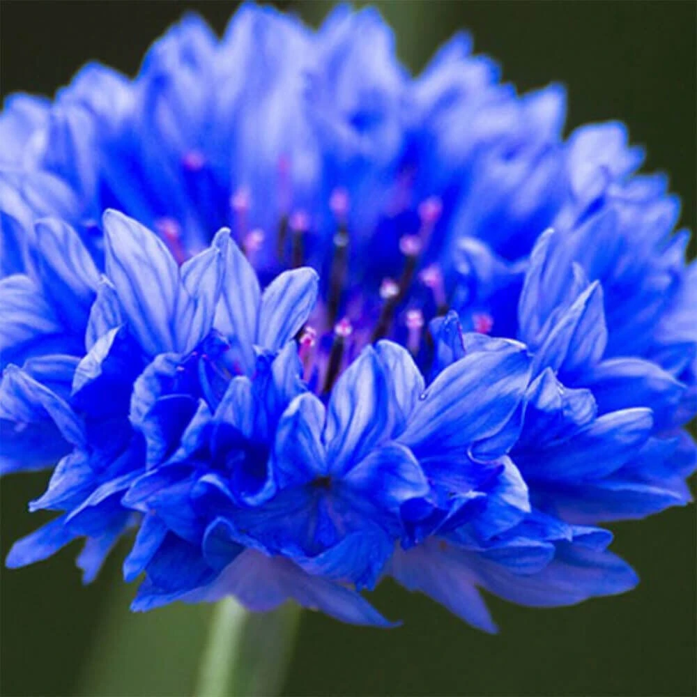 L.C.P Professionnel Paris Essentials Eye Make Up Remover With Cornflower Water 500ml 3 L.C.P Professionnel Paris Essentials Eye Make Up Remover With Cornflower Water 500ml - Image 3